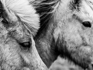 Sarah Jane Photography-Wild Horses