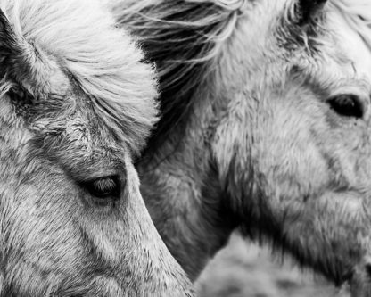 Sarah Jane Photography-Wild Horses